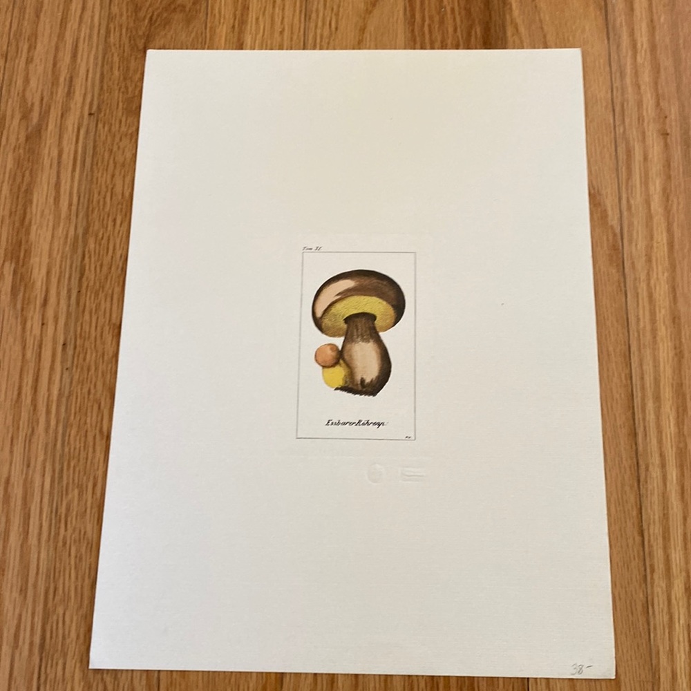 Vintage Mushroom Litho